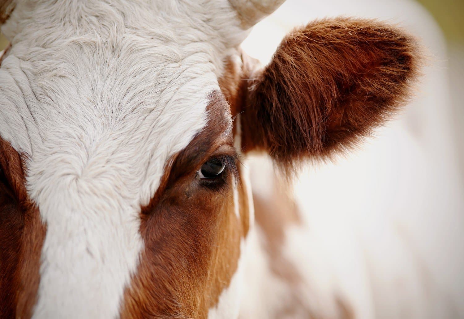 Brown and white cow