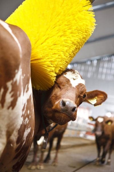 A cow getting a shower